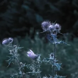 ფოტო-ვიდეო გადაღება, სცენარზე მუშაობა